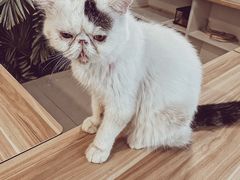-平行世界·猫咖(首经贸店)