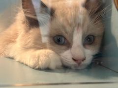 -霸王茶姬(西单百货店)