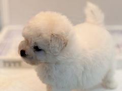 -翊宠yipet猫狗购宠庄园