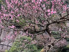 -南山植物园