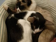 -猫色咖啡·猫咖