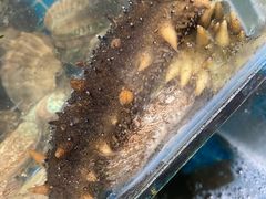 -宾朋海鲜饭庄(兴海路店)