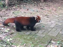 -成都大熊猫繁育研究基地