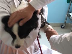 -瑞派福兴宠物医院犬猫全科·骨科·中西医结合(河东店)