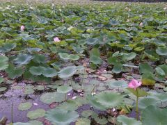 android_upload_pic-灵山莲花公园-温泉度假区