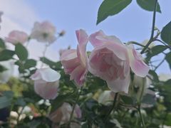 -人民公园(罗湖区)