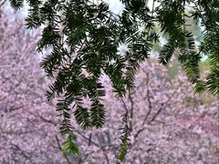 -杭州植物园