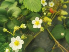 -喜杨洋草莓采摘园