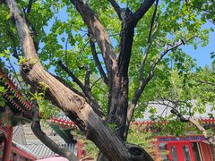 -宫事颐庭·老佛爷贵寿下午茶(颐和园店)