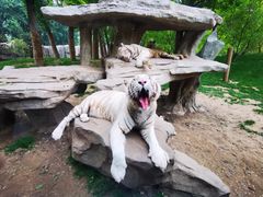 -北京野生动物园