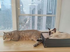 -Heymao猫咖.咖啡厅(东门店)