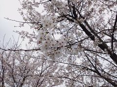 -花博汇(知音花月夜)