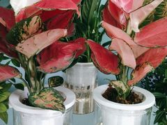 -花心思鲜花店(武昌徐东店)