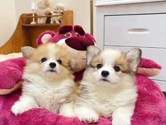 -萌宠之家·腊肠犬·马尔泰·小体犬舍