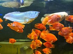 -骏莱海鲜鱼港(五角场店)