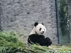 -都江堰中华大熊猫苑