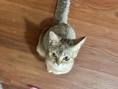 -楼上猫咖(罗湖店)