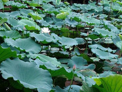 android_upload_pic-荷香居(洞企石路店)