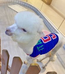 -Moni星球萌宠·小马宝莉·灵蛇·高端高阶全萌宠互动体验俱乐部(红豆国际广场店)