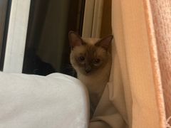 -宠福鑫康馨动物医院·骨科·眼科