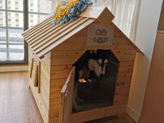 -Husky Go! 哈士奇体验馆·宠物咖啡厅狗咖