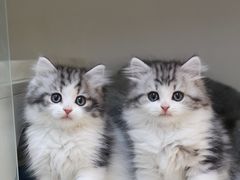 -lincat·猫舍(广州店)