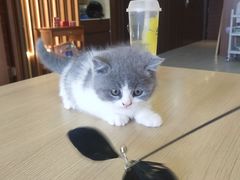 -猫十亿·布偶金渐层·曼基康矮脚猫舍(青年路店)