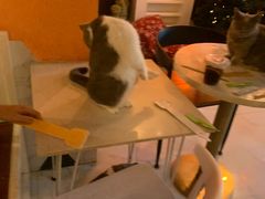 -猫爷宠物生活馆·撸猫馆