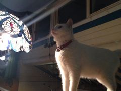 iphone_upload_pic-Sirena海妖日咖夜酒