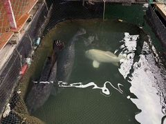 -蓝湾碧波·老字号·疍家非遗海上餐厅