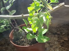 -上海大自然野生昆虫馆(东方明珠·爬宠昆虫探索中心)