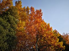 -三里屯东五街银杏大道