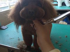 -优缇多格专业宠物美容师培训学校