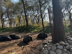 -北京野生动物园