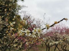 -无锡梅园公园