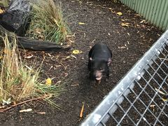 -费瑟代尔野生动物园