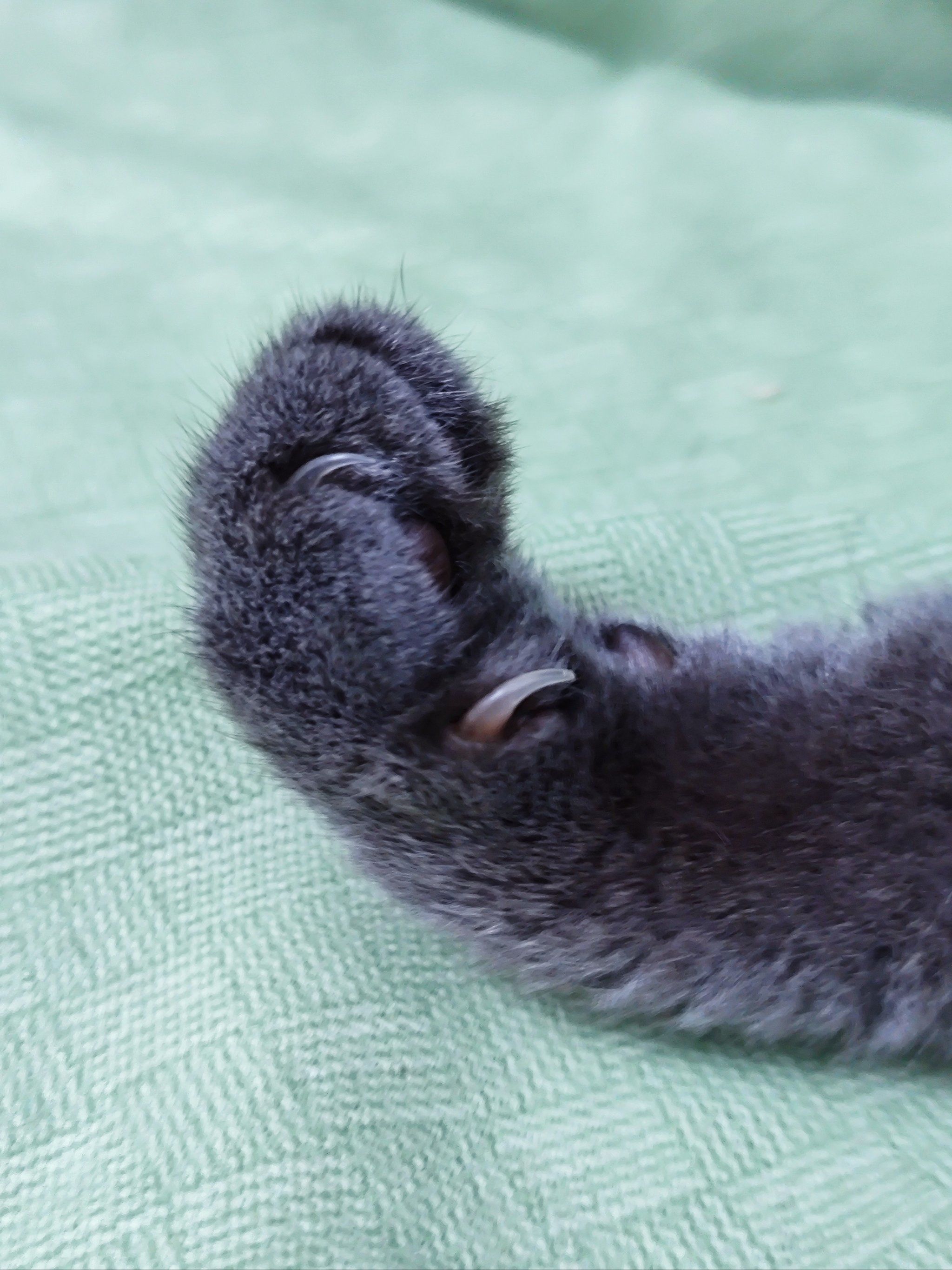 但是不剪指甲,他又容易勾到东西,抓人也很疼.身上很多猫93的划痕.