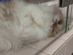 -FAELING PETS美天灵宠物(富力广场店)