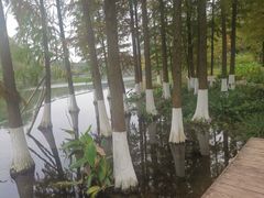 -重庆彩云湖湿地公园
