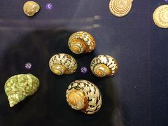 -青岛贝壳博物馆