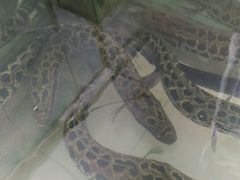 android_upload_pic-鲜鱼居饭店