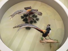 -陕西自然博物馆