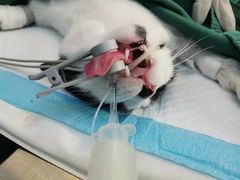 -关爱宠物医院·猫科中心·消化科(滨湖万达分院)