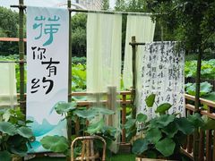 -陈家山荷花公园