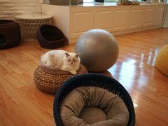 -momokira米努特·德文卷毛猫·棉花面纱犬