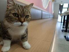 -喵园·猫主题咖啡厅·撸猫·猫咖(国贸店)