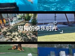-宠物寄养训练学校