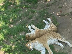 -西霞口神雕山野生动物世界