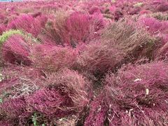 -汉长安城未央宫国家考古遗址公园