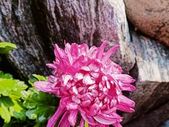 -蘇河湾·新鲁菜·泰山宴(泰山店)